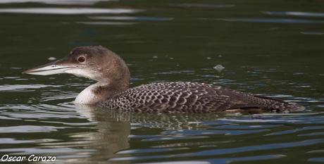 SANTOÑA EN PLENITUD SANTOÑA EN PLENITUD