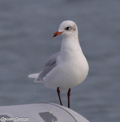 SANTOÑA EN PLENITUD SANTOÑA EN PLENITUD