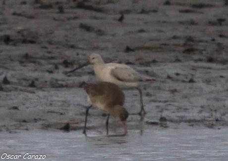 SANTOÑA EN PLENITUD SANTOÑA EN PLENITUD