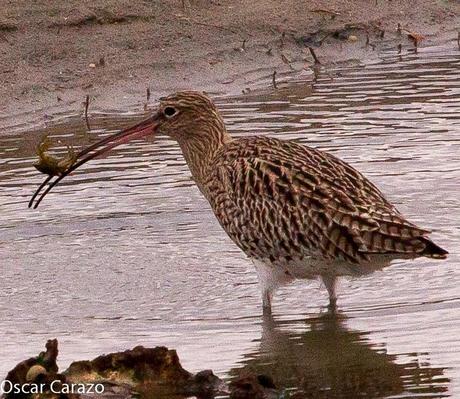 SANTOÑA EN PLENITUD SANTOÑA EN PLENITUD