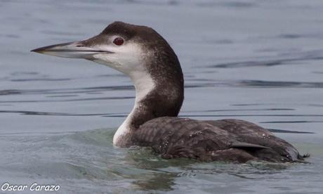 SANTOÑA EN PLENITUD SANTOÑA EN PLENITUD
