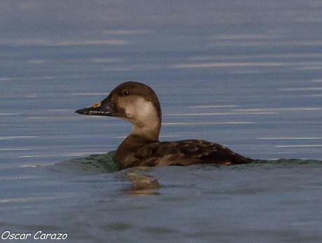 SANTOÑA EN PLENITUD SANTOÑA EN PLENITUD