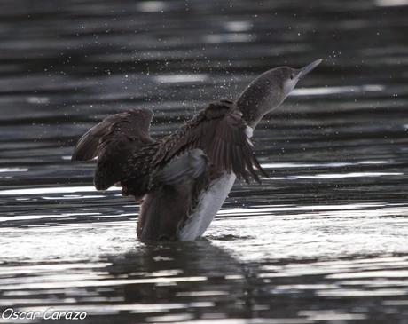 SANTOÑA EN PLENITUD SANTOÑA EN PLENITUD