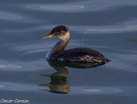 SANTOÑA EN PLENITUD SANTOÑA EN PLENITUD