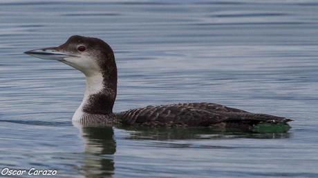 SANTOÑA EN PLENITUD SANTOÑA EN PLENITUD