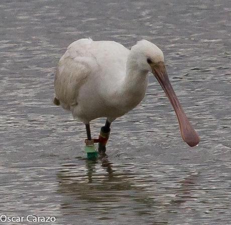 SANTOÑA EN PLENITUD SANTOÑA EN PLENITUD