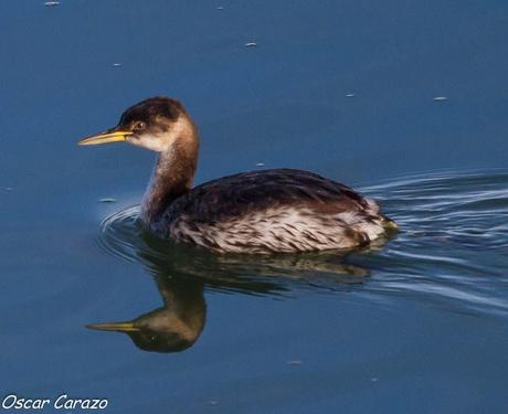 SANTOÑA EN PLENITUD SANTOÑA EN PLENITUD