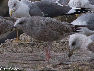 SANTOÑA EN PLENITUD SANTOÑA EN PLENITUD