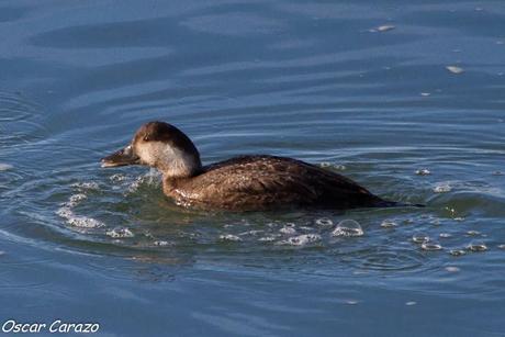 SANTOÑA EN PLENITUD SANTOÑA EN PLENITUD