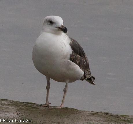 SANTOÑA EN PLENITUD SANTOÑA EN PLENITUD