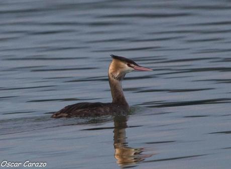 SANTOÑA EN PLENITUD SANTOÑA EN PLENITUD