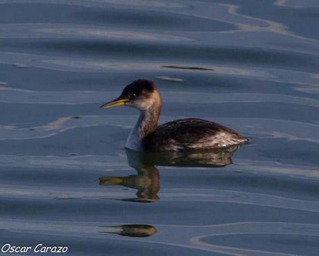 SANTOÑA EN PLENITUD SANTOÑA EN PLENITUD