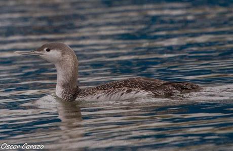 SANTOÑA EN PLENITUD SANTOÑA EN PLENITUD