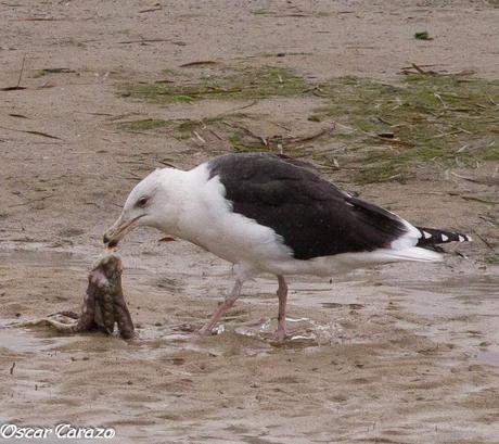 SANTOÑA EN PLENITUD SANTOÑA EN PLENITUD