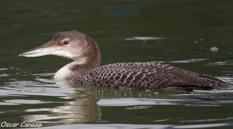 SANTOÑA EN PLENITUD SANTOÑA EN PLENITUD
