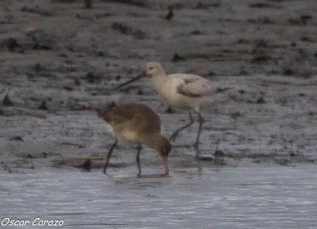SANTOÑA EN PLENITUD SANTOÑA EN PLENITUD