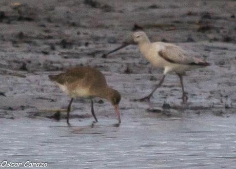 SANTOÑA EN PLENITUD SANTOÑA EN PLENITUD