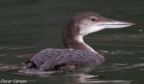 SANTOÑA EN PLENITUD SANTOÑA EN PLENITUD