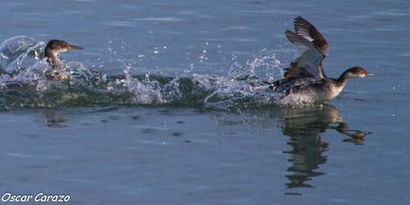 SANTOÑA EN PLENITUD SANTOÑA EN PLENITUD