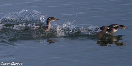 SANTOÑA EN PLENITUD SANTOÑA EN PLENITUD
