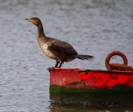SANTOÑA EN PLENITUD SANTOÑA EN PLENITUD