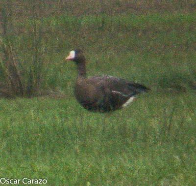 SANTOÑA EN PLENITUD SANTOÑA EN PLENITUD