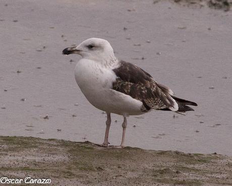 SANTOÑA EN PLENITUD SANTOÑA EN PLENITUD