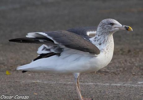 SANTOÑA EN PLENITUD SANTOÑA EN PLENITUD