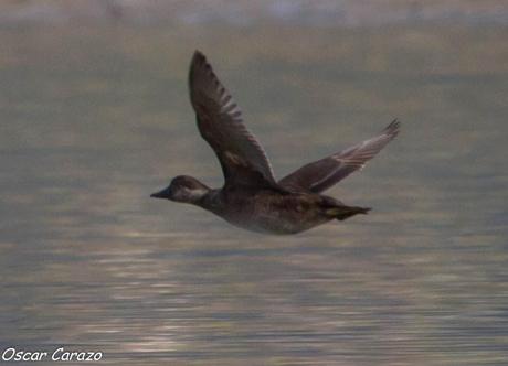 SANTOÑA EN PLENITUD SANTOÑA EN PLENITUD