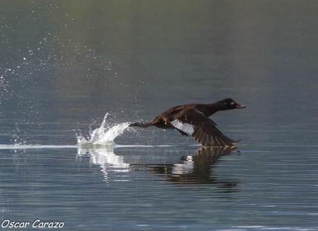 SANTOÑA EN PLENITUD SANTOÑA EN PLENITUD