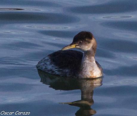 SANTOÑA EN PLENITUD SANTOÑA EN PLENITUD
