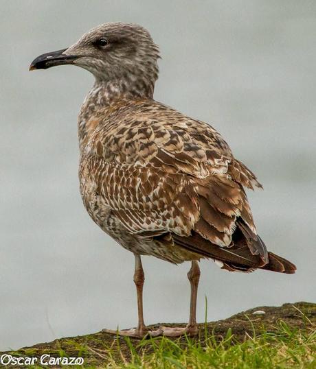 SANTOÑA EN PLENITUD SANTOÑA EN PLENITUD