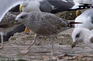 SANTOÑA EN PLENITUD SANTOÑA EN PLENITUD