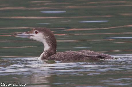 SANTOÑA EN PLENITUD SANTOÑA EN PLENITUD