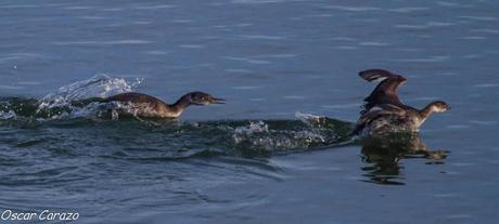 SANTOÑA EN PLENITUD SANTOÑA EN PLENITUD