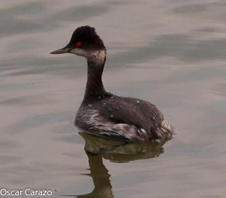 SANTOÑA EN PLENITUD SANTOÑA EN PLENITUD