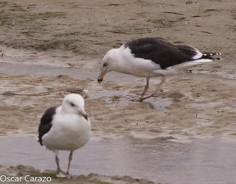 SANTOÑA EN PLENITUD SANTOÑA EN PLENITUD