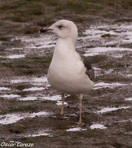 SANTOÑA EN PLENITUD SANTOÑA EN PLENITUD