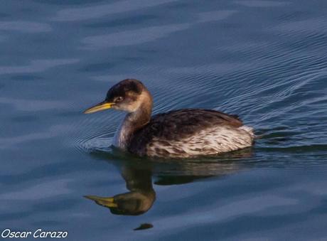 SANTOÑA EN PLENITUD SANTOÑA EN PLENITUD