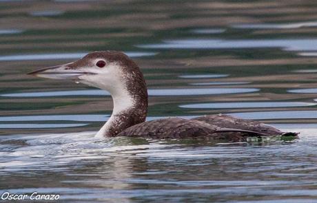SANTOÑA EN PLENITUD SANTOÑA EN PLENITUD