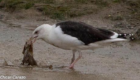 SANTOÑA EN PLENITUD SANTOÑA EN PLENITUD