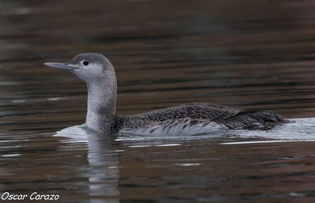 SANTOÑA EN PLENITUD SANTOÑA EN PLENITUD