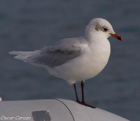 SANTOÑA EN PLENITUD SANTOÑA EN PLENITUD