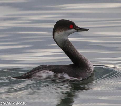 SANTOÑA EN PLENITUD SANTOÑA EN PLENITUD