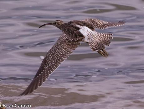 SANTOÑA EN PLENITUD SANTOÑA EN PLENITUD