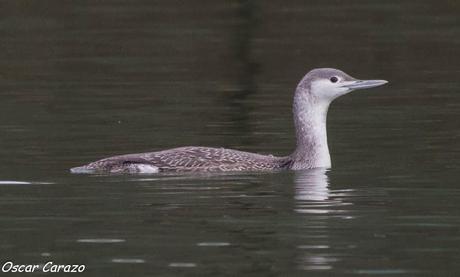 SANTOÑA EN PLENITUD SANTOÑA EN PLENITUD