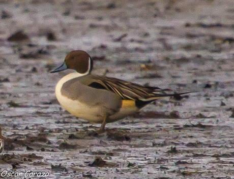 SANTOÑA EN PLENITUD SANTOÑA EN PLENITUD