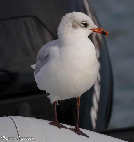 SANTOÑA EN PLENITUD SANTOÑA EN PLENITUD