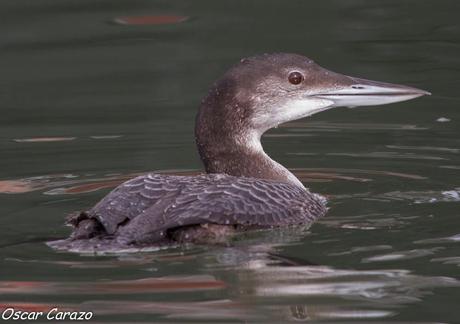 SANTOÑA EN PLENITUD SANTOÑA EN PLENITUD