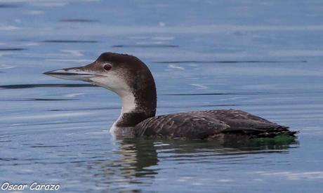 SANTOÑA EN PLENITUD SANTOÑA EN PLENITUD